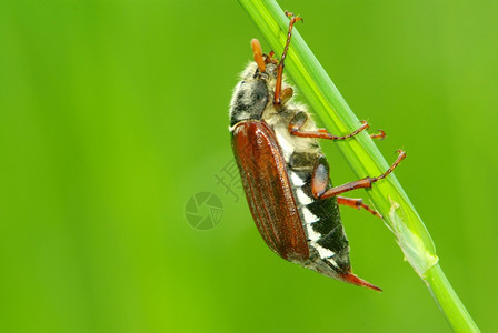 绿草上的Maybug图片