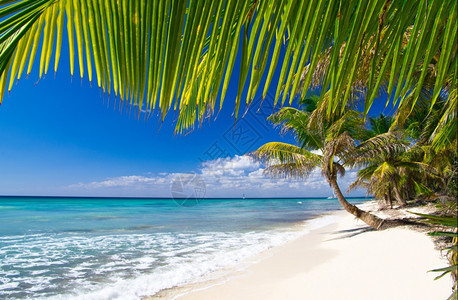 加勒比海滩和棕榈树Paradise假期和旅游概念图片