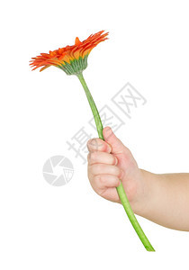 手握鲜花的婴儿白孤立的花朵图片