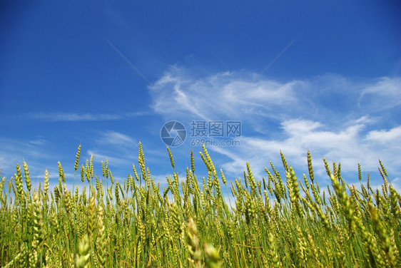 青蓝天空背景的早夏玉米图片