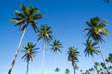 天空上的棕榈树图片