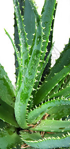 细化的aloevera叶子照片图片