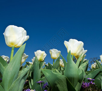 在别墅塔兰托的白色郁金香图片