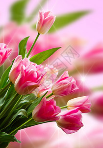 粉红色郁金香花束图片
