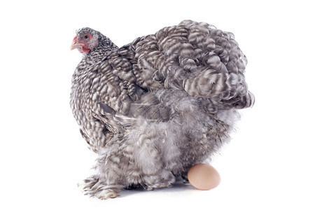 一只年轻的俄平顿母鸡在白色背景上下鸡蛋图片