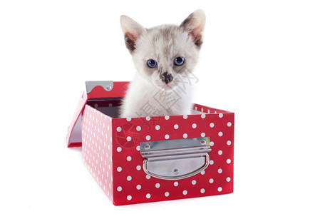 白色背景前的盒子里美丽纯种小猫图片