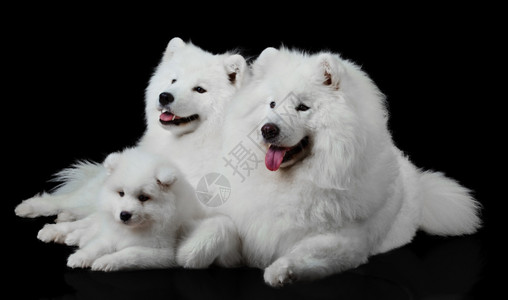救狗犬家庭图片