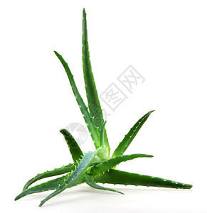 Aloevera阿尔诺韦拉图片