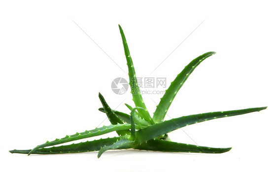 Aloevera阿尔诺韦拉图片