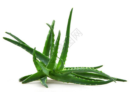 Aloevera阿尔诺韦拉图片