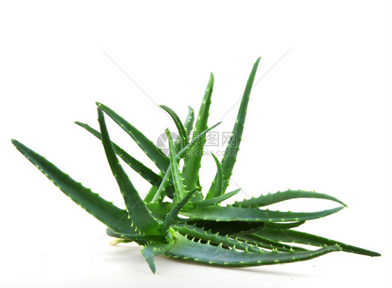 Aloevera阿尔诺韦拉图片