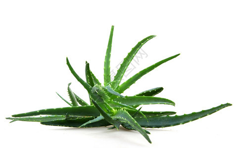 Aloevera阿尔诺韦拉图片