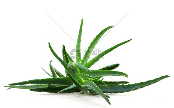 Aloevera阿尔诺韦拉图片