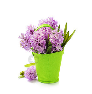 美丽的Hyacinths在花瓶中的白色图片