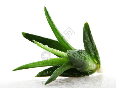 白上隔离的Aloevera植物图片