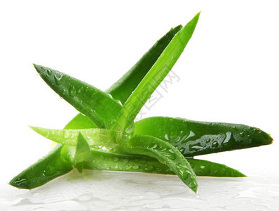 白上隔离的Aloevera植物图片