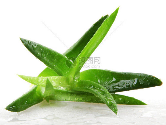 白上隔离的Aloevera植物图片