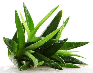 白上隔离的Aloevera植物图片