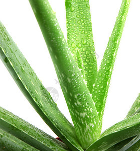 白上隔离的Aloevera植物图片