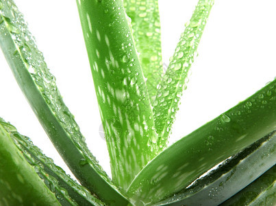 白上隔离的Aloevera植物图片