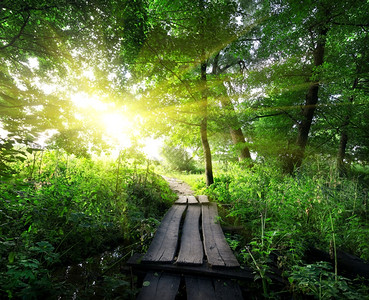 日出在森林的木桥上图片