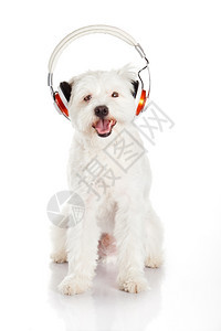 狗听音乐耳机孤立在白色背景图片