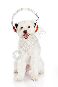 狗听音乐耳机孤立在白色背景图片