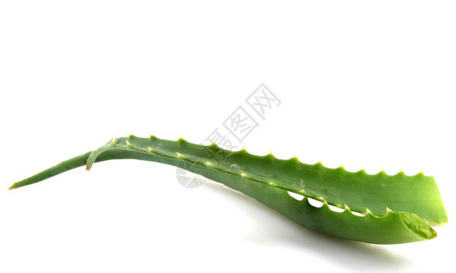 AloeVera白孤立植物图片