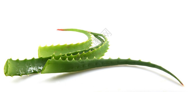 AloeVera白孤立植物图片
