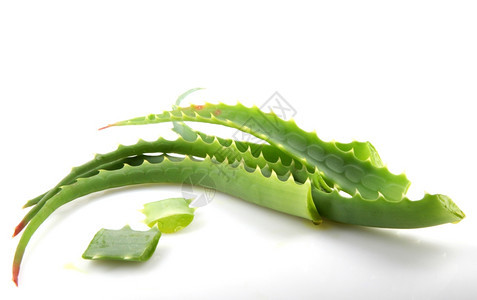 AloeVera白孤立植物图片