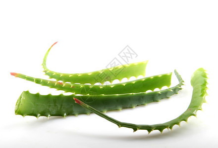 AloeVera白孤立植物图片