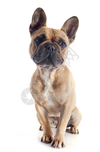 白色背景面前的纯种法国斗牛犬肖像图片