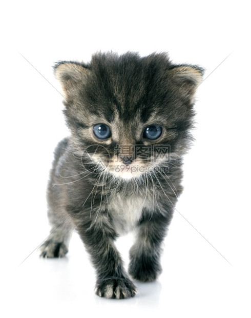 在白色背景面前的小灰猫