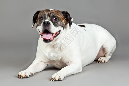 灰色背景的美国斗牛犬肖像图片