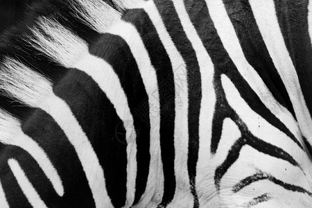 Real斑马图案贴近黑色和白条纹背景图片