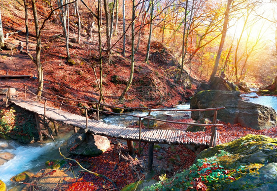 秋林里的木桥图片