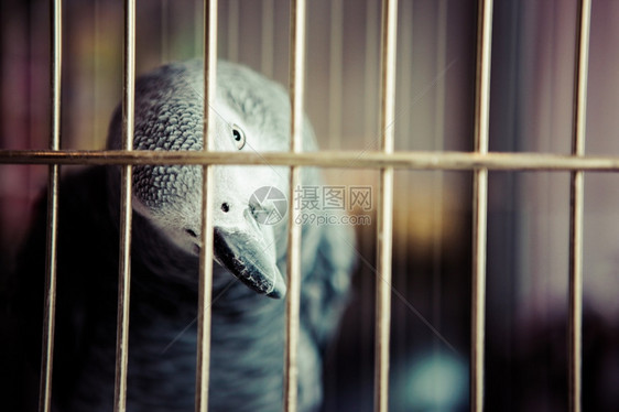 非洲灰色鹦鹉图片