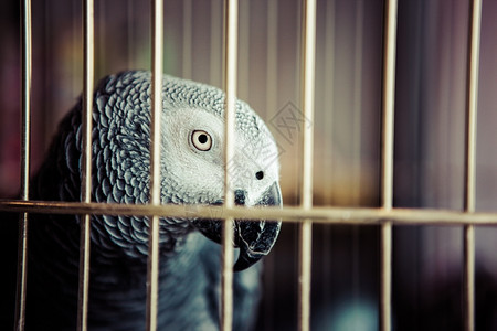 非洲灰色鹦鹉图片