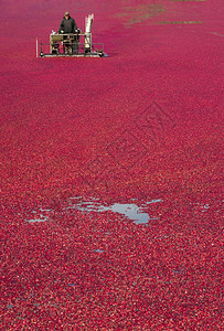 蔓越莓Bog食物果漂浮在水田机上背景图片