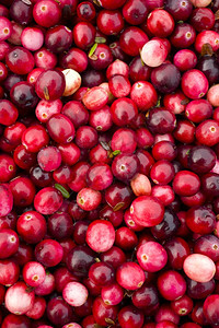 蔓越莓Bog食品水果图片