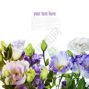 白和紫枯叶花在白上隔离易移动样本文图片