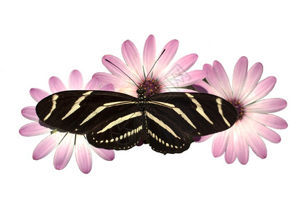 一只ZebraLongwing蝴蝶为白斑的零食登陆图片