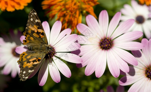 粉Daisy花园景观上的粉色Daisy蝴蝶图片
