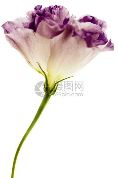 白色和紫的枯叶花孤立在白色上图片