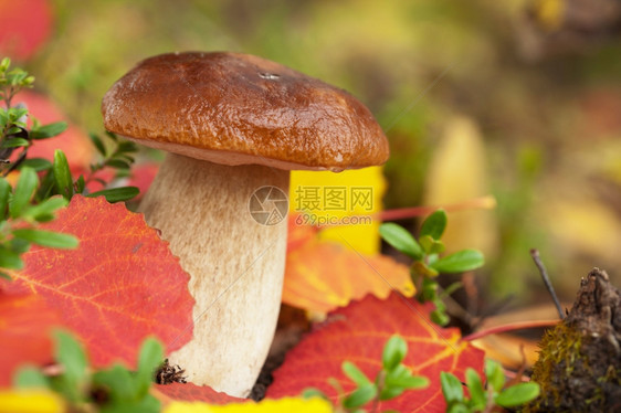 森林中的cep蘑菇图片