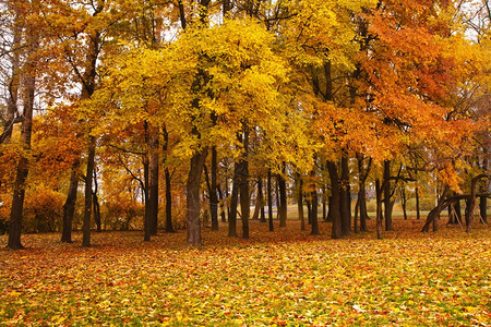公园的秋树图片