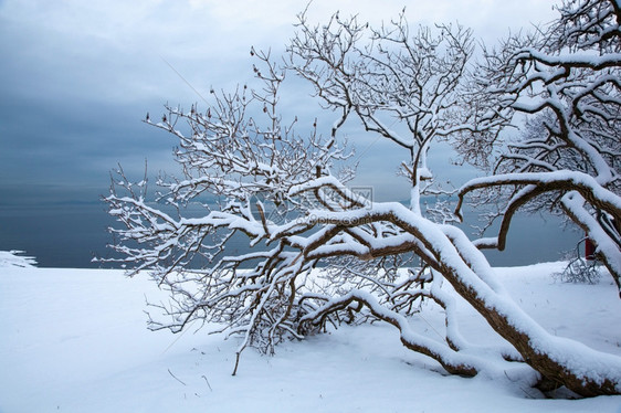 挪威冬季峡湾景观和树木图片