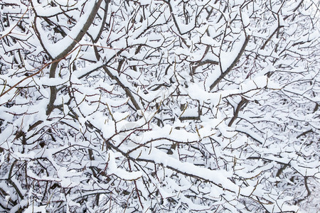 雪冬树背景图片