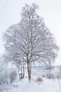 冬季风景有雪树图片