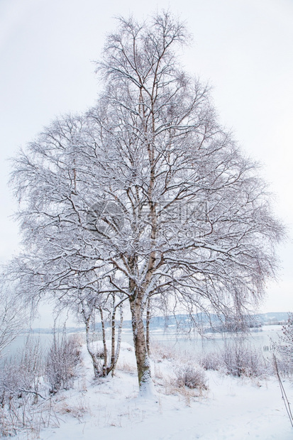 冬季风景有雪树图片